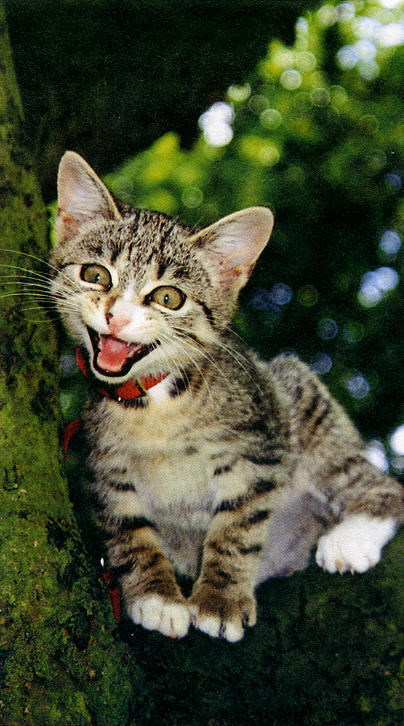 Gatti (309)